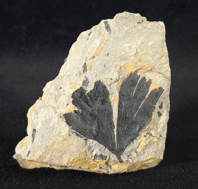 Ginkgo huttoni (STERNBERG in HEER 1876) - Bild © FossNet FossilienStore